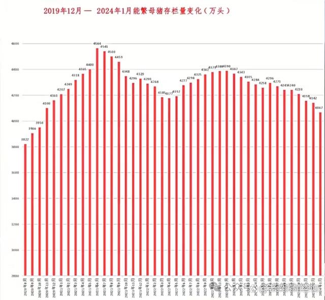 母猪价格最新动态，今日猪价及早期信息解读